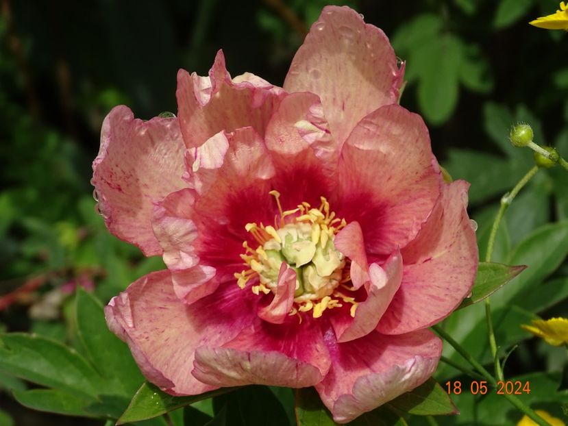  - Bujori 2024 -Dobarland