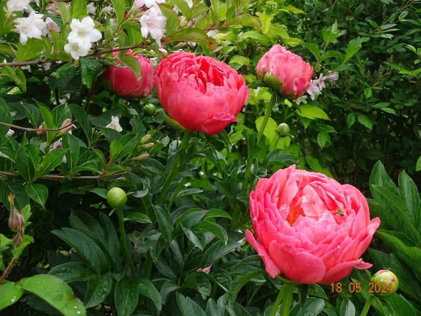  - Bujori 2024 -Dobarland