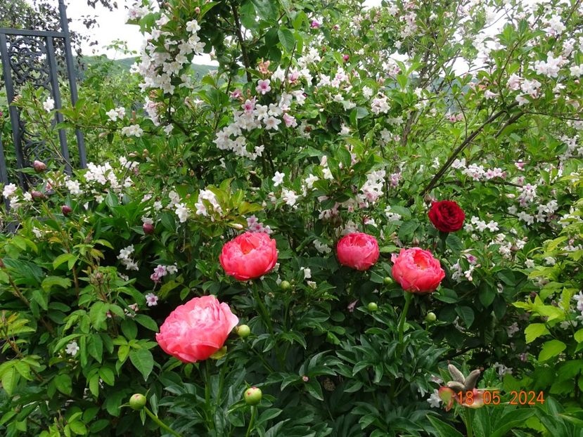  - Bujori 2024 -Dobarland