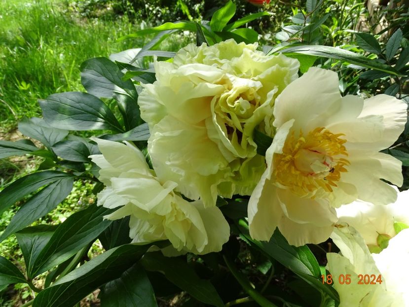  - Bujori 2024 -Dobarland