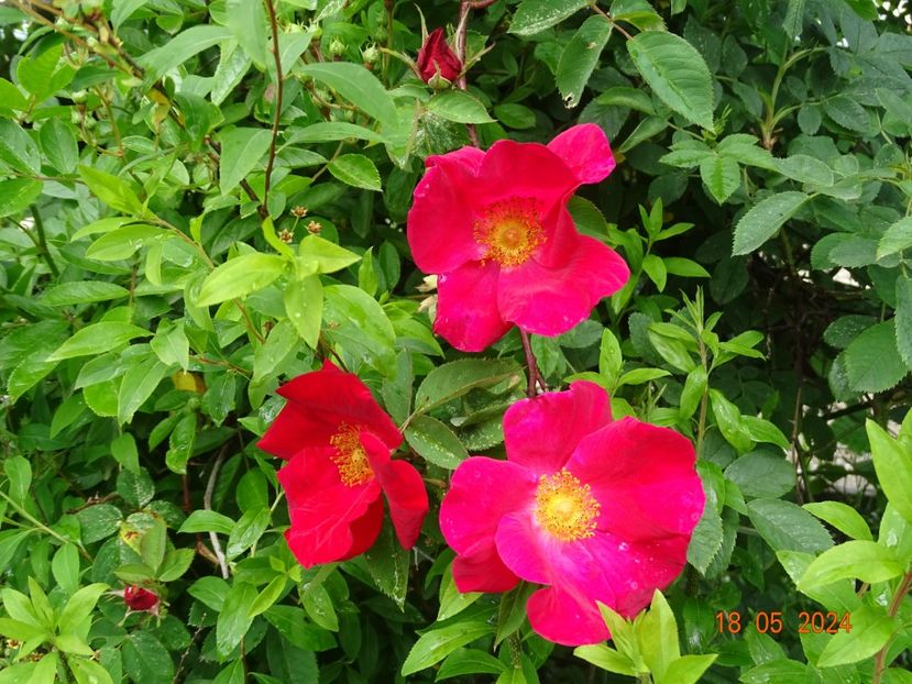 Scharlachglut - Trandafiri 2024