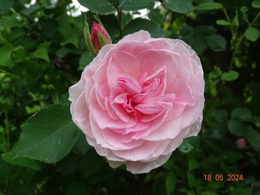 Morden Blush - Trandafiri 2024