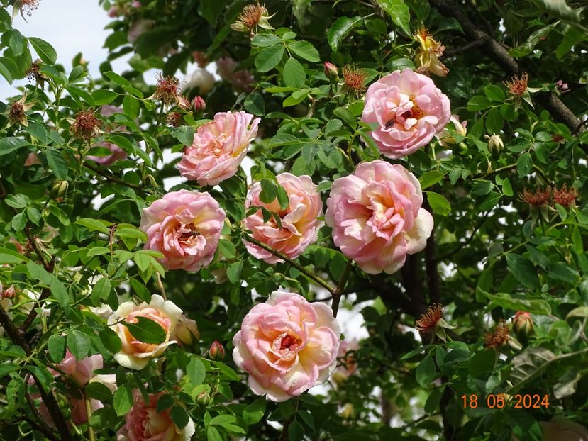  - Trandafiri 2024
