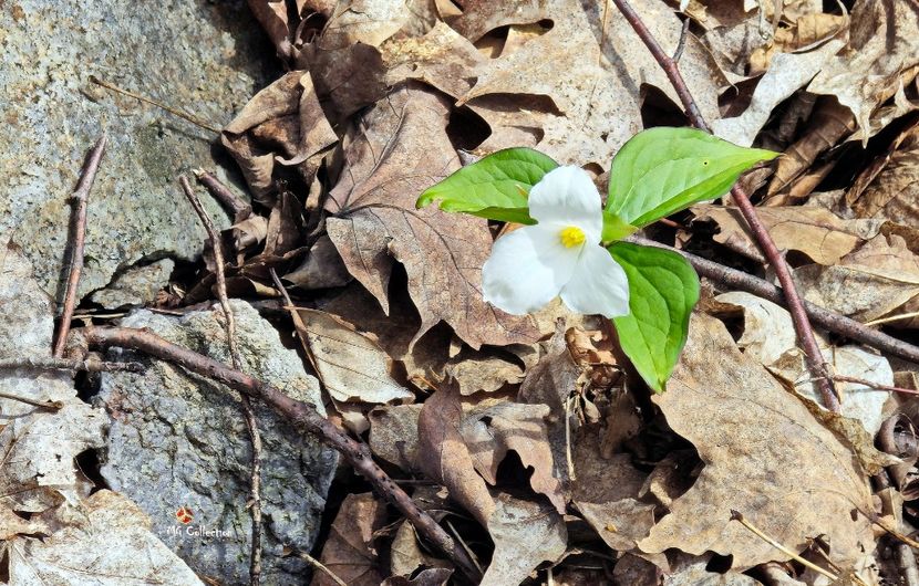 Spring Flower - E - FLOWERS - Flori