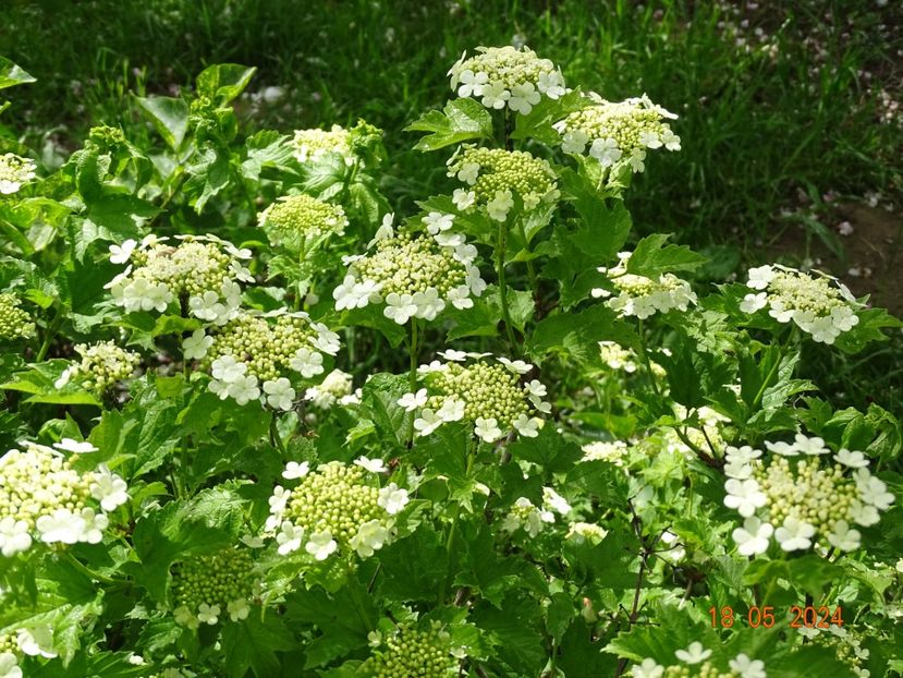 viburnum opulus Xanthocarpum - Dobarland 2024 4
