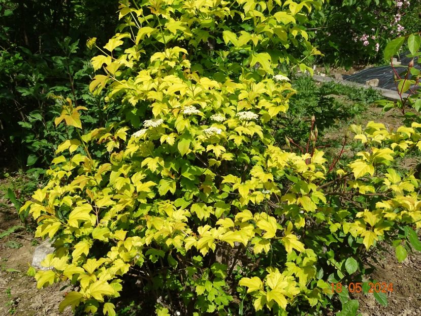 viburnum opulus Harvest Gold - Dobarland 2024 4