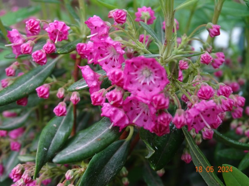 kalmia angustifolia f. rubra - Dobarland 2024 4