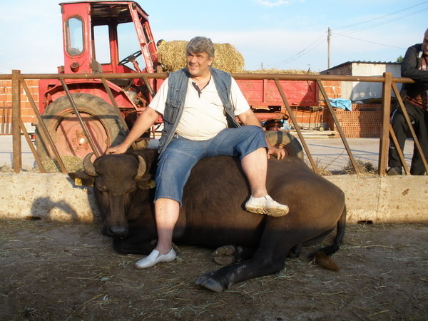 Y-Picture 1504 - My buffalos rasa Bulgarian Mura
