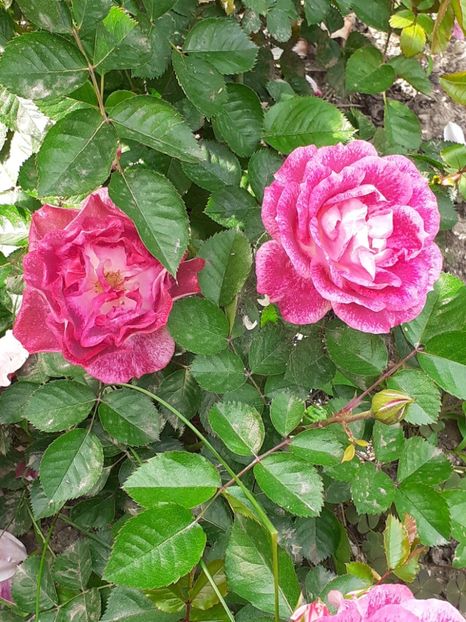  - 01 TRANDAFIRI 2024