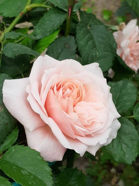  - 01 TRANDAFIRI 2024