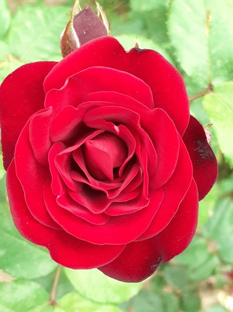  - 01 TRANDAFIRI 2024