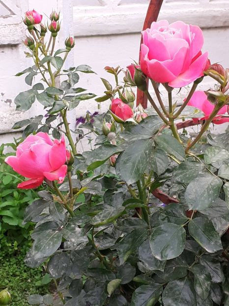  - 01 TRANDAFIRI 2024