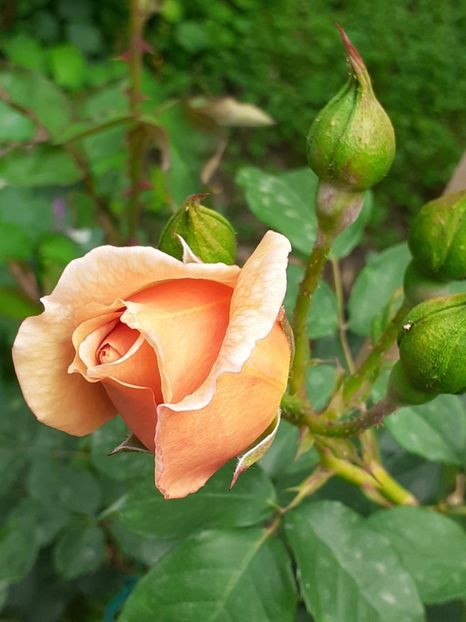  - 01 TRANDAFIRI 2024