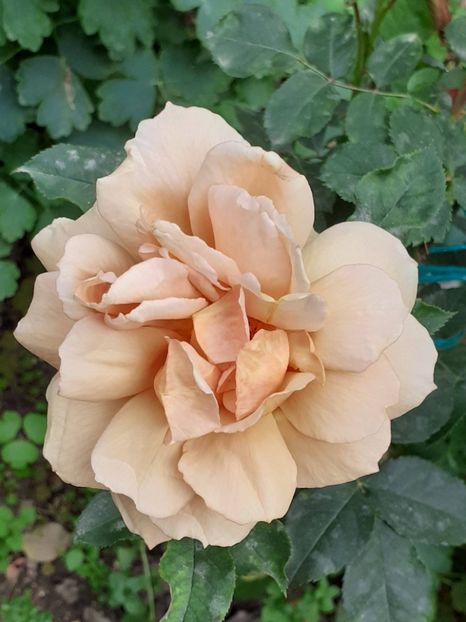  - 01 TRANDAFIRI 2024