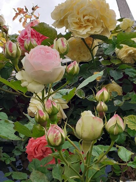  - 01 TRANDAFIRI 2024