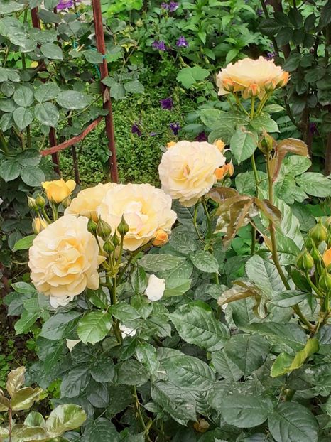  - 01 TRANDAFIRI 2024