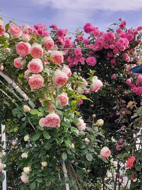  - Eden Rose 2024_ 2025