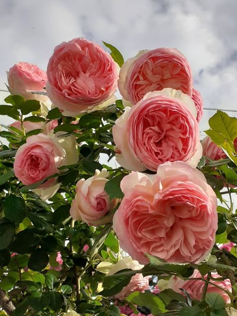  - Eden Rose 2024_ 2025