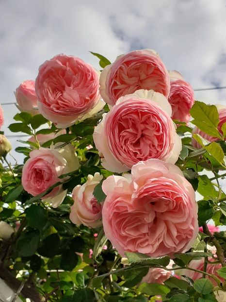  - Eden Rose 2024_ 2025