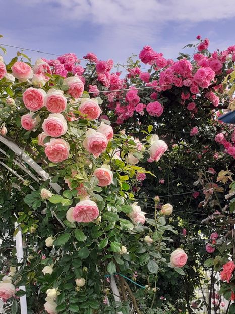  - Eden Rose 2024_ 2025