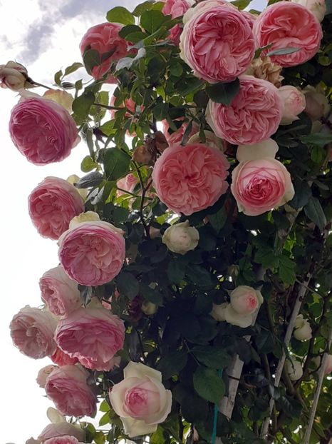  - Eden Rose 2024_ 2025