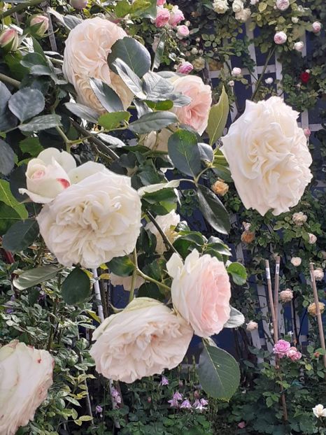  - Palais Royale 2022 - 2023-2024