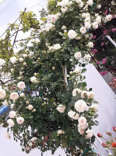  - Palais Royale 2022 - 2023-2024