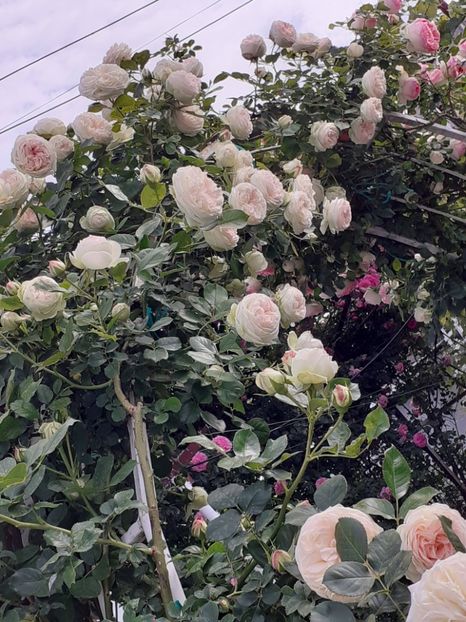  - Palais Royale 2022 - 2023-2024