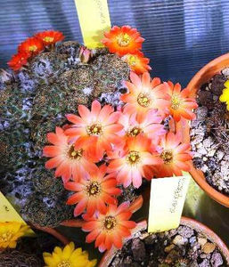 Rebutia pygmaea - Rebutia pygmaea