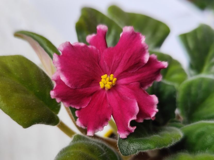 20 mai 2024 - EK Krasavica Moskvy