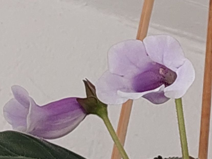  - SINNINGIA CARANGOLA