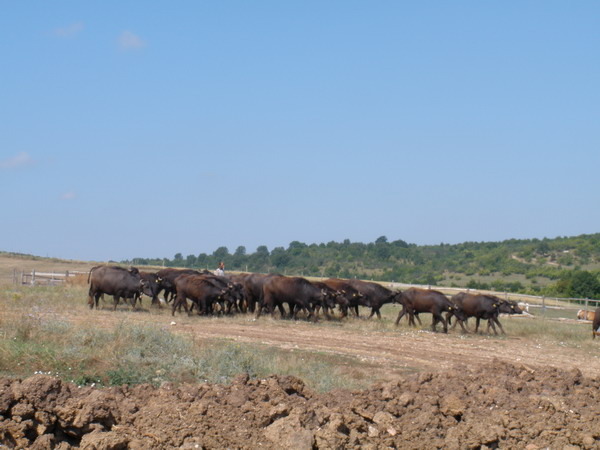 Y-Picture 1624 - My buffalos rasa Bulgarian Mura