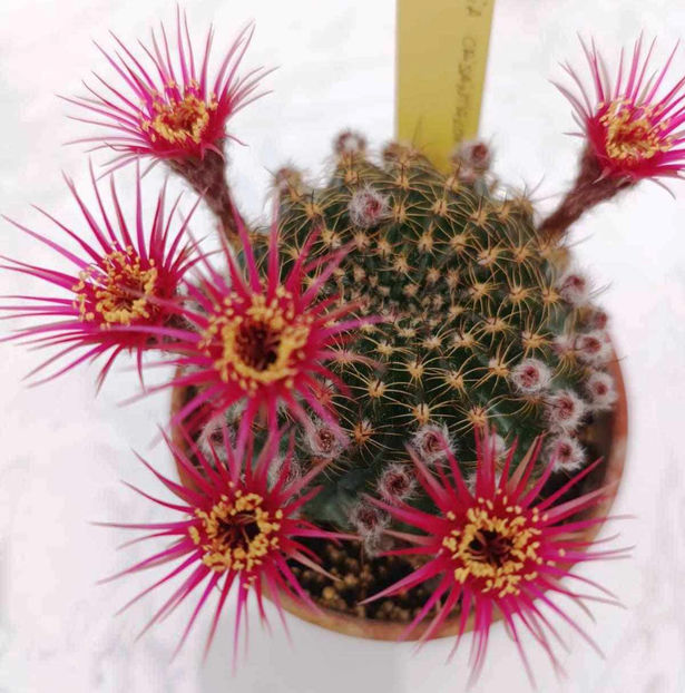 Lobivia hb MP crisantiflora - Lobivia hb MP crisantha cyclam