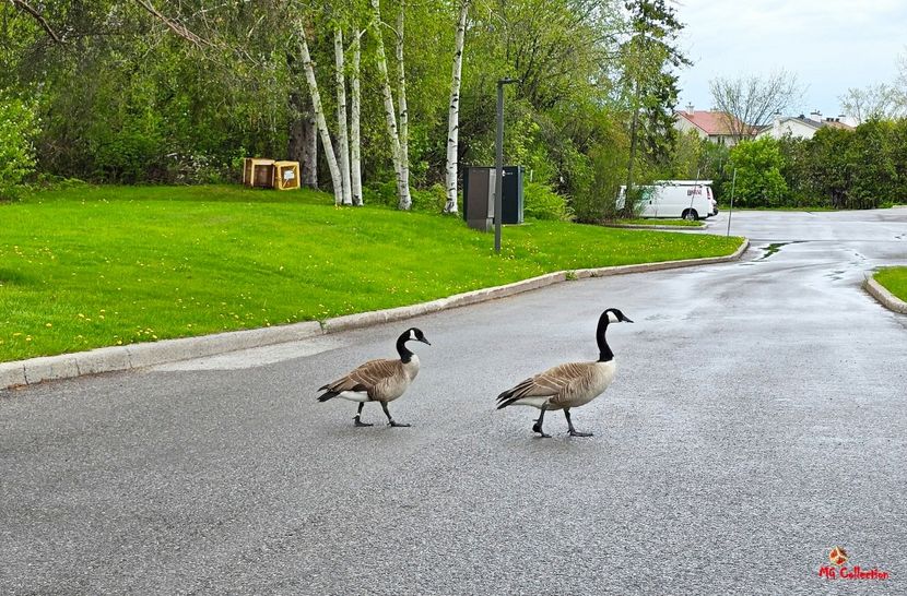 Canadian geese - C - BIRDS - Pasari