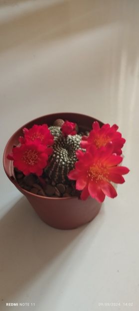  - Hibiscusi