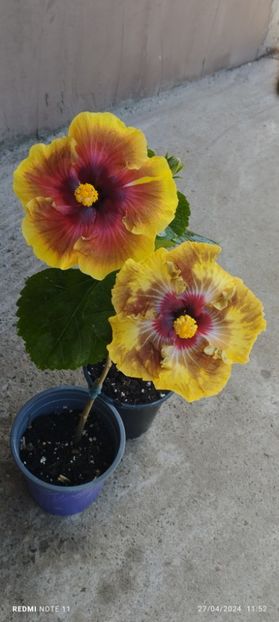  - Hibiscusi