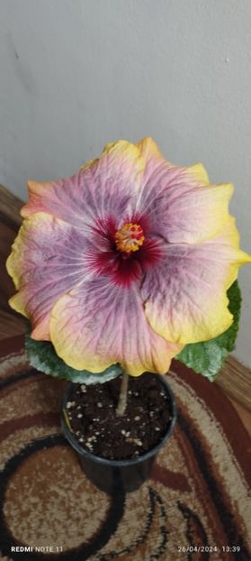  - Hibiscusi