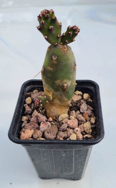 Opuntia canterae - 10 lei - 1 Disponibil 2024