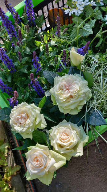  - 2024 - 01 - Primavara