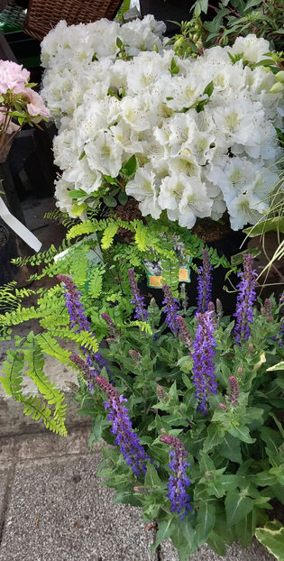  - 2024 - 01 - Primavara