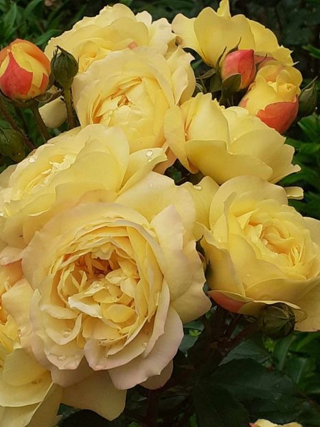  - Lampion floribunda Tantau 2018-2019