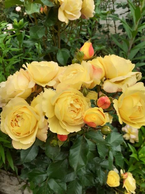  - Lampion floribunda Tantau 2018-2019