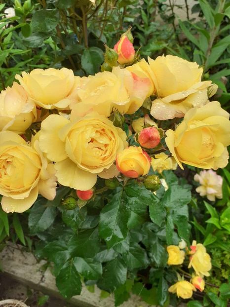  - Lampion floribunda Tantau 2018-2019
