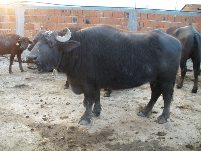 P5030110 - My buffalos rasa Bulgarian Mura