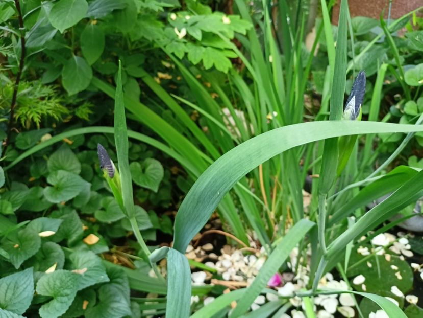 20.05.2024 - Grădina 2024 continuare 3