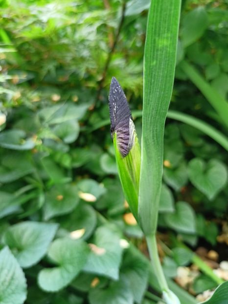  - Grădina 2024 continuare 3