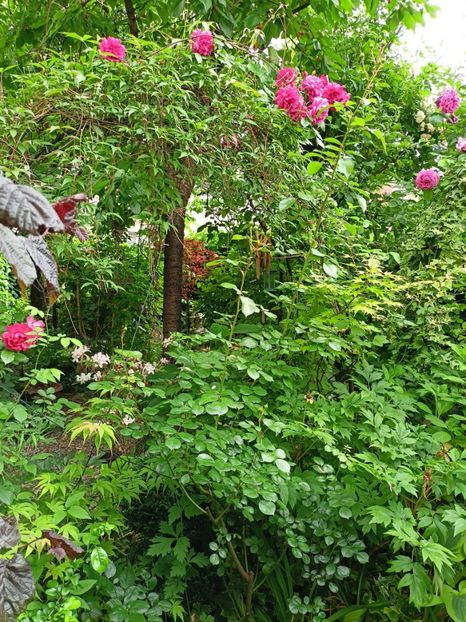  - Grădina 2024 continuare 3