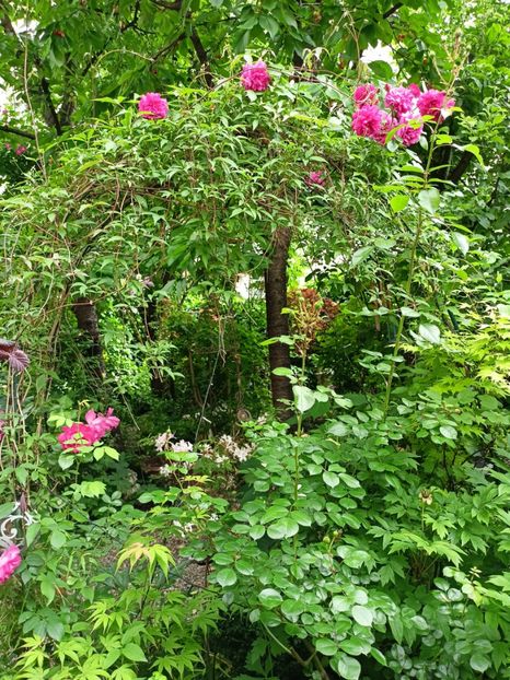  - Grădina 2024 continuare 3