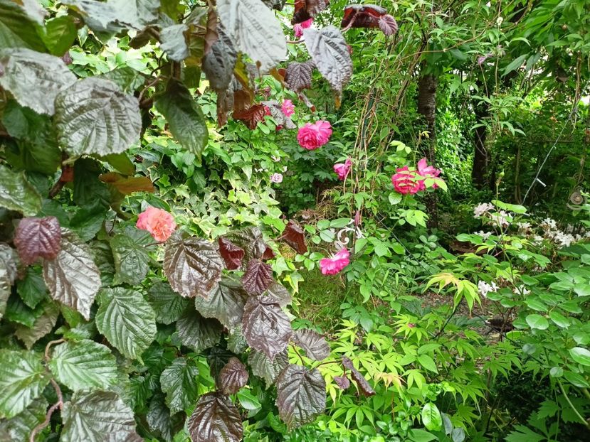  - Grădina 2024 continuare 3