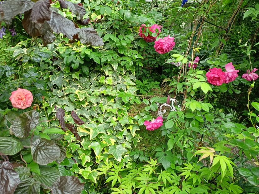  - Grădina 2024 continuare 3